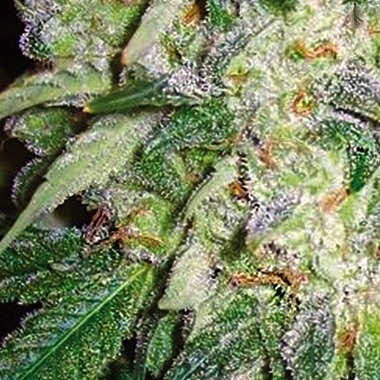Ak49
