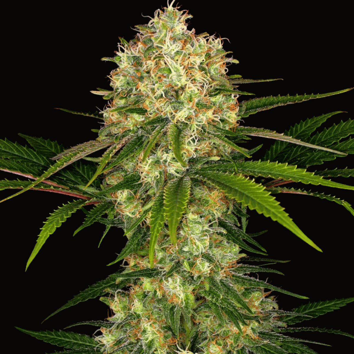 Afghani #1 Feminized Seeds