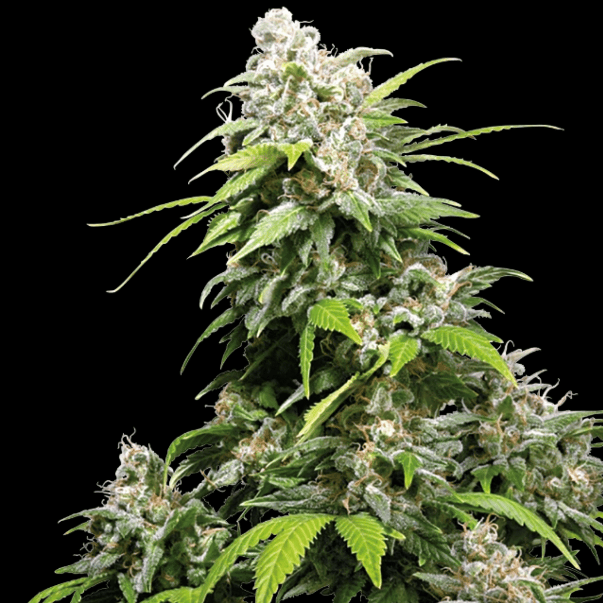California Indica Feminized