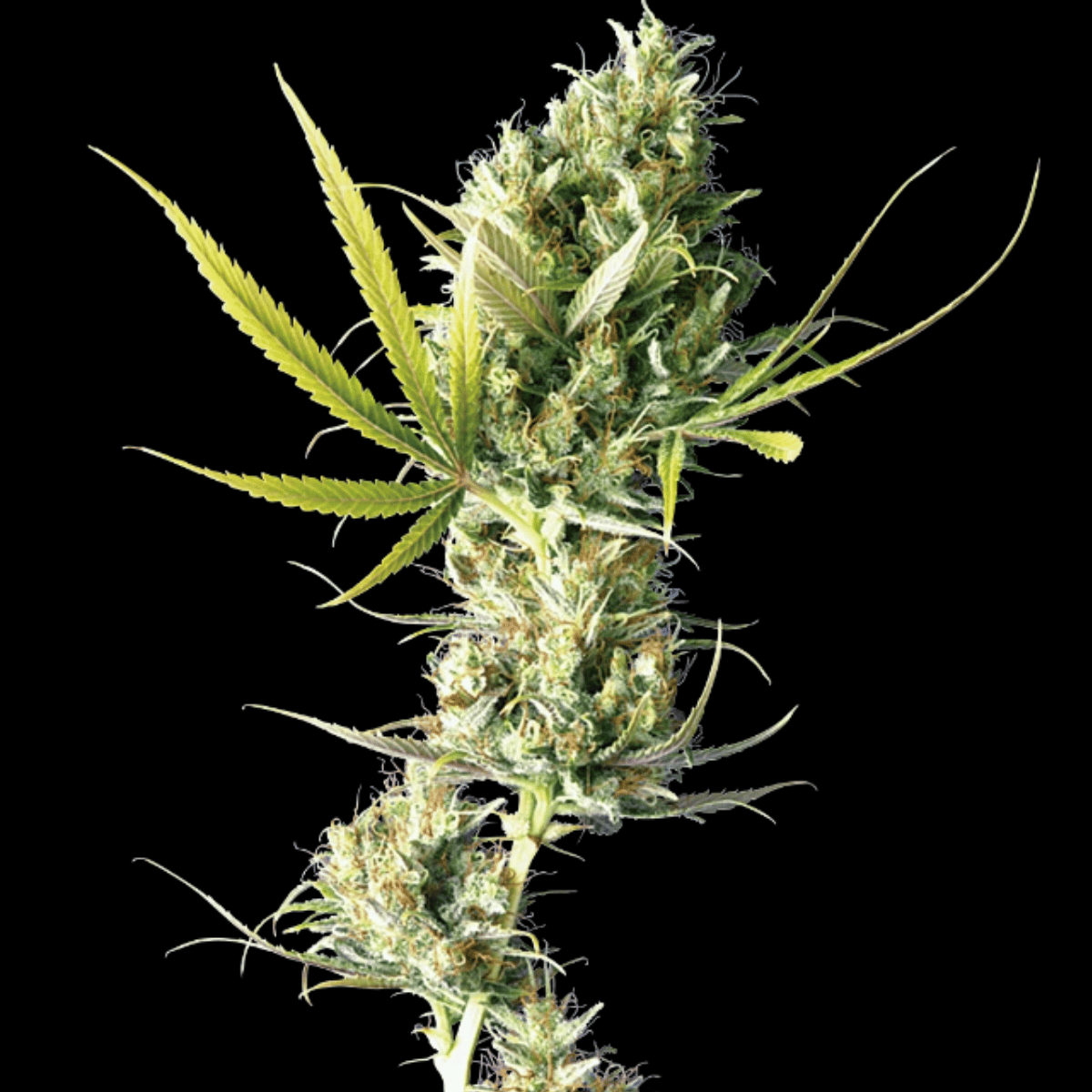 Durban Feminized Seeds