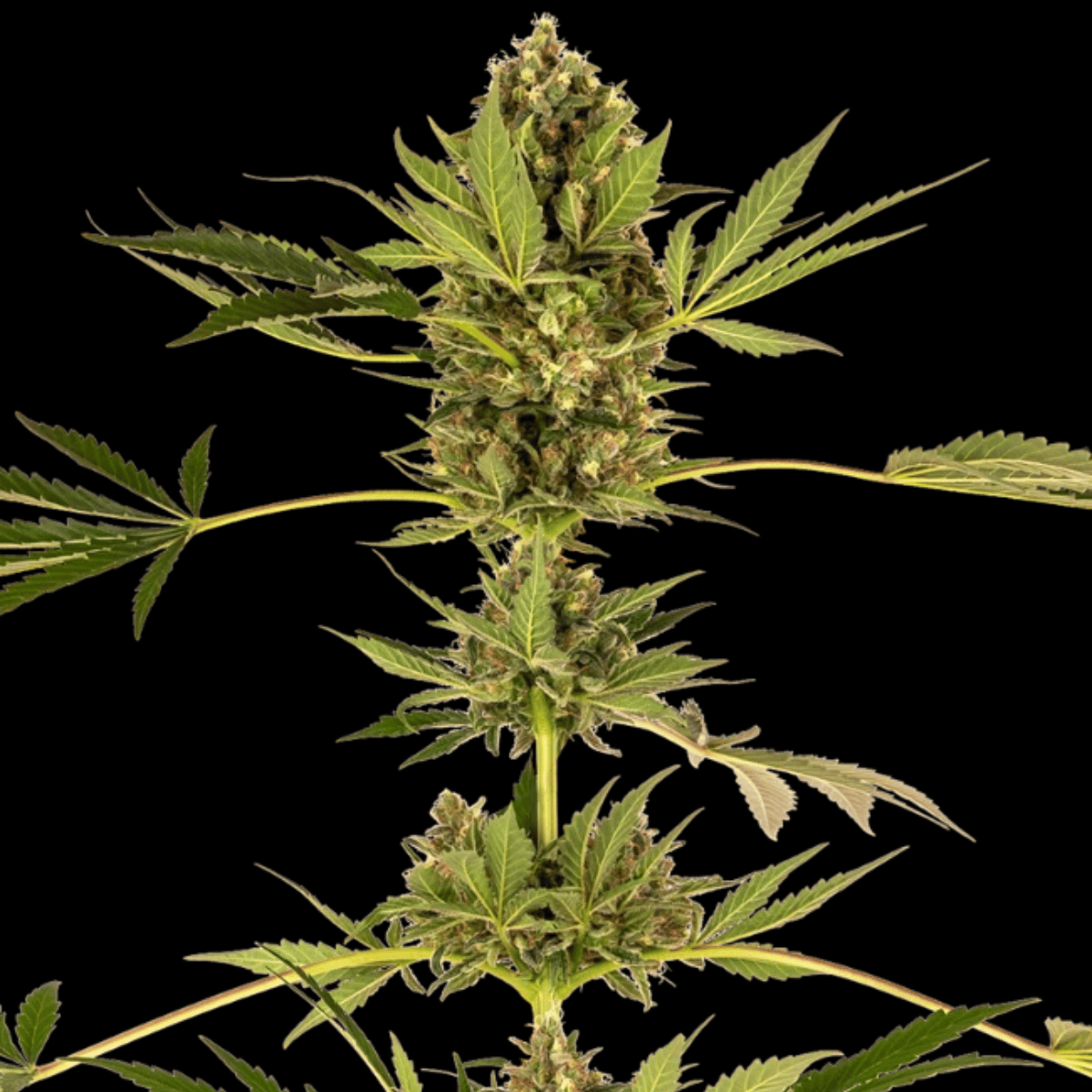 Himalayan CBD Feminized