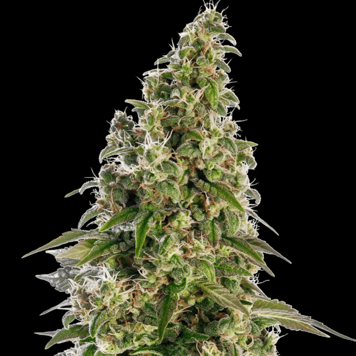 Afghani #1 Auto