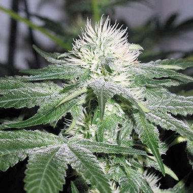Female Seeds Ice Feminized Cannabis Seeds