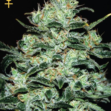 Moby Dick Seeds