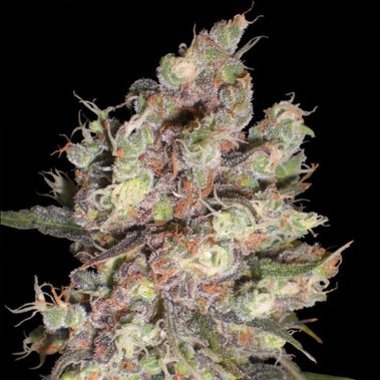 Delicious Seeds Cotton Candy Feminized