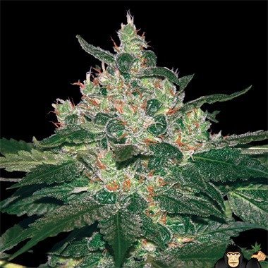 https://www.gorilla-cannabis-seeds.co.uk/productmedia/523a1e9a94a65f04040051f7/1424704861/world-of-seeds-afghan-kush-feminized.jpeg