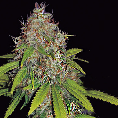 Ak49