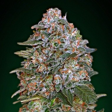 cherry pie seeds uk cherry pie seeds uk