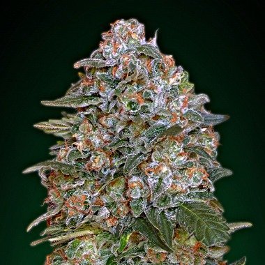 cherry pie seeds  uk