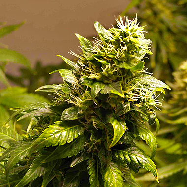 is weed delivery legal in alaska
