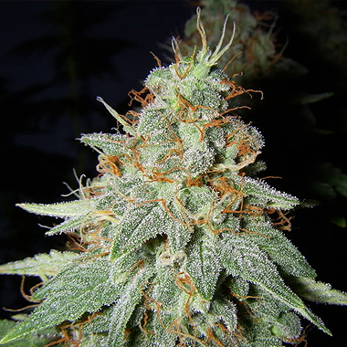 Big Buddha Cheese Marijuana Strain