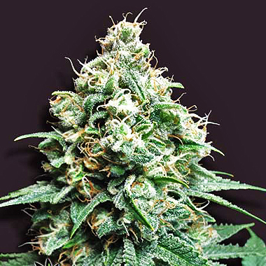 kush bomb strain review