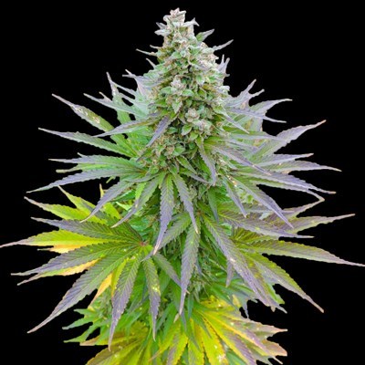 G13 Labs Blueberry Gum Grow - 400x400 - jpeg G13 Labs Blueberry Gum Grow
