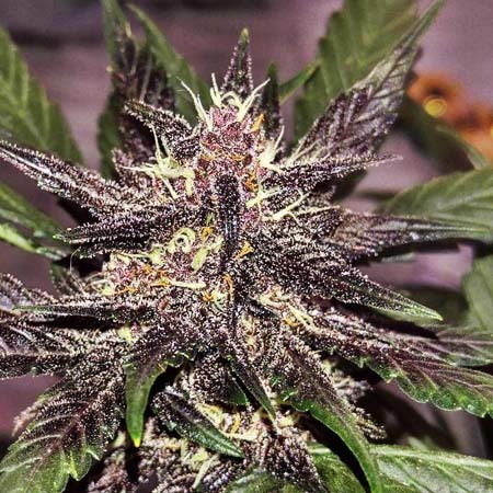 black and white weed pictures