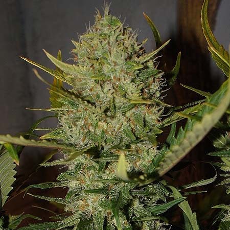 Buds Express Buds Express