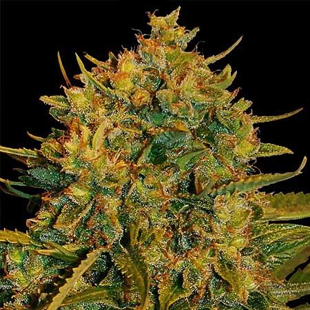 35+ Northern Lights X Big Bud Autoflower Gif