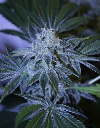 Dutch Passion Night Queen 100 Indica With 20 Thc