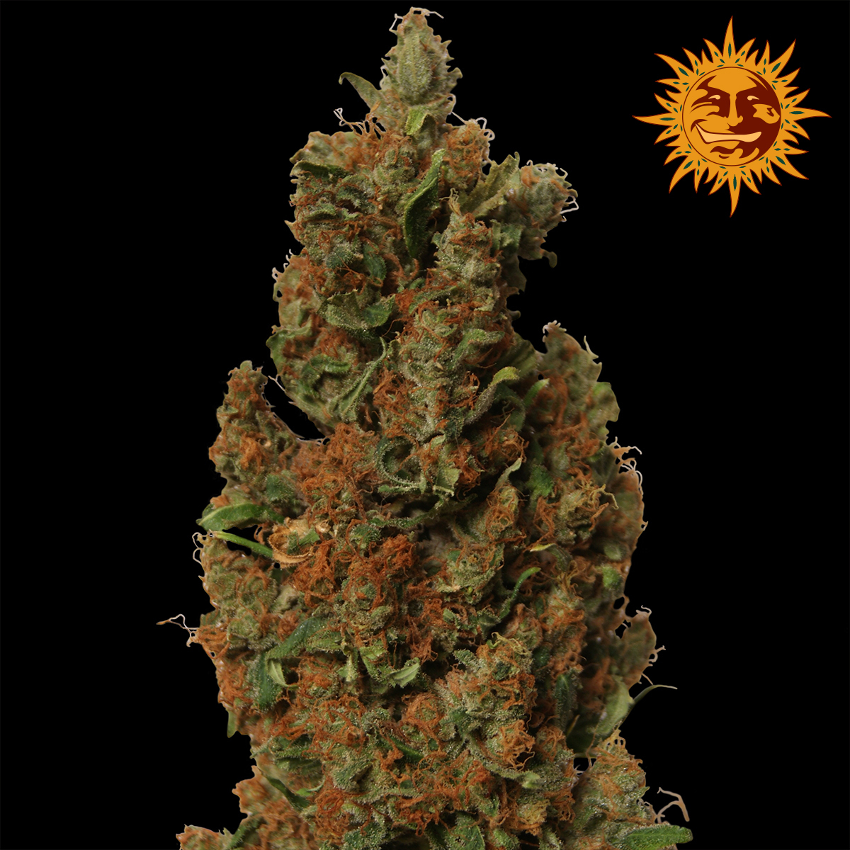 Barney S Farm Red Diesel Nyc Diesel X Californian Orange Bud