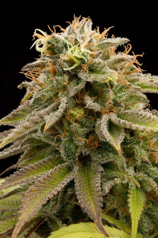 Humboldt Seeds Lemon Thai Kush Widow Resin Haze High Taste