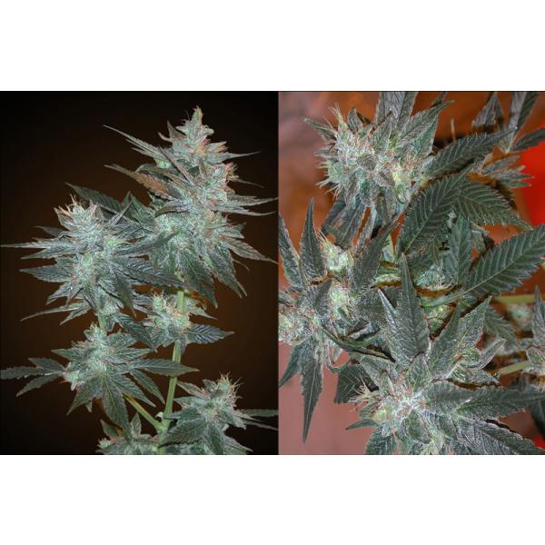L.A. Ultra Feminised Seeds