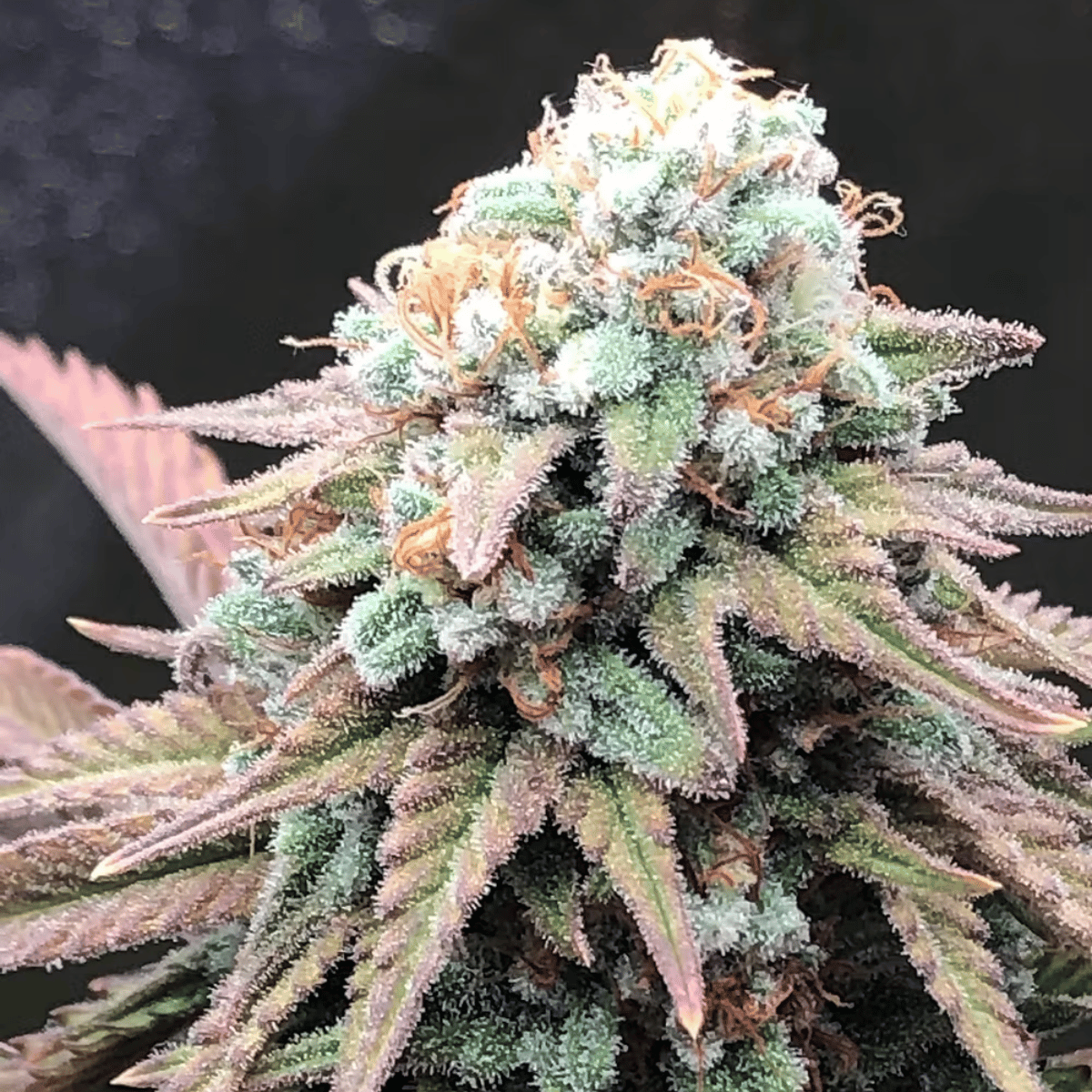 Alien Masster Kush Critical Mass Collective
