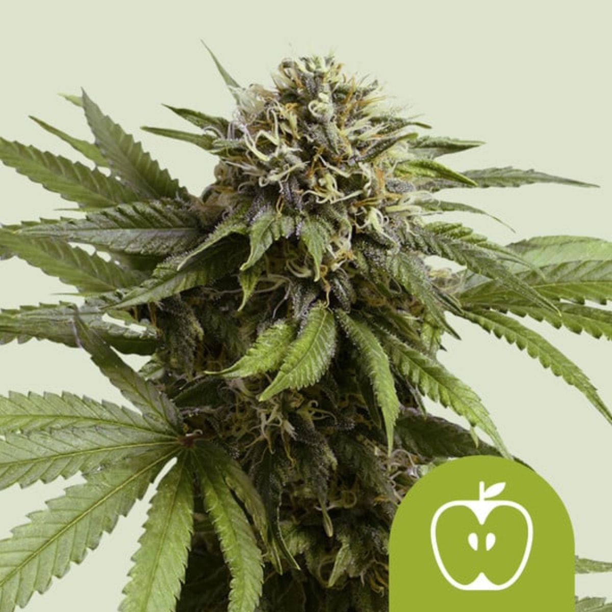 Apple Fritter Auto by Royal Queen Seeds – Dessert-Inspired Autoflower