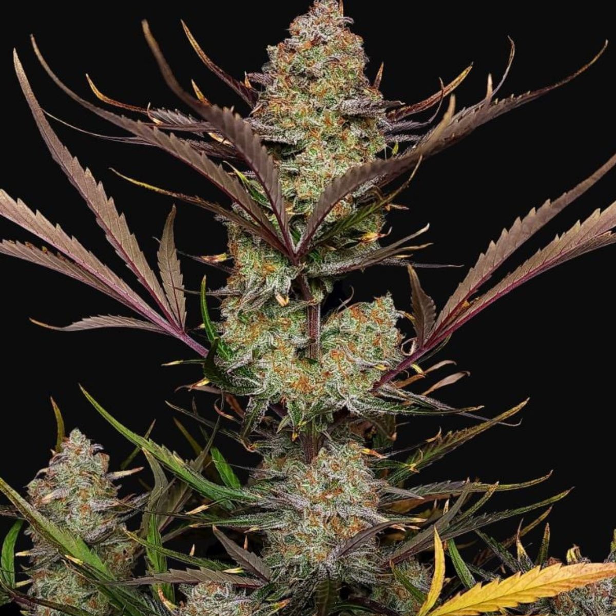 Apple Strudel Auto by Fast Buds