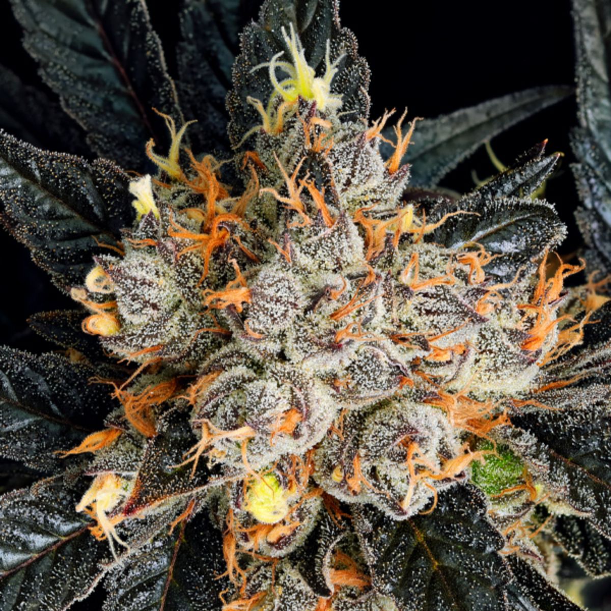 Anesia Aura Feminized Cannabis Seeds