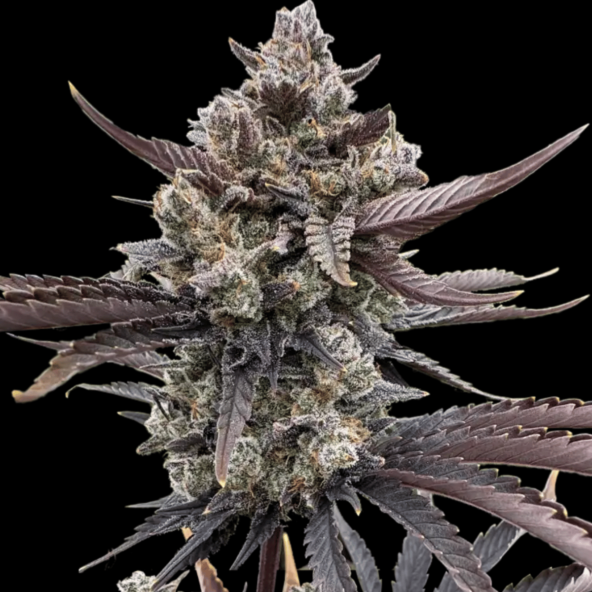 Banana Purple Punch Triploid by Fast Buds