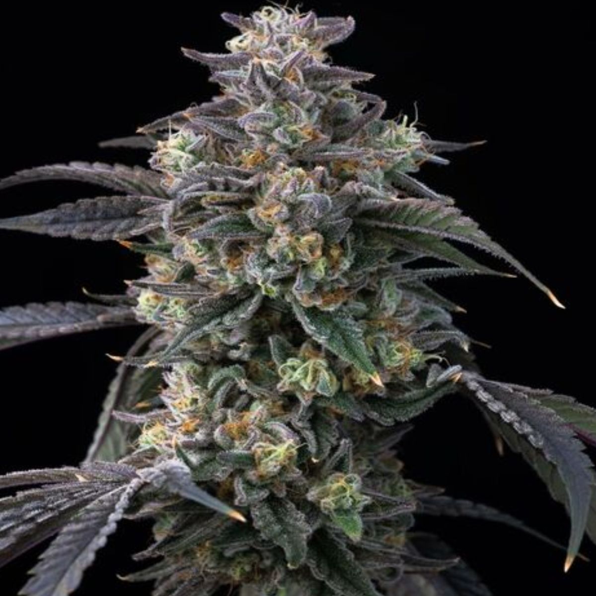 Super Boof Feminized by Barney’s Farm