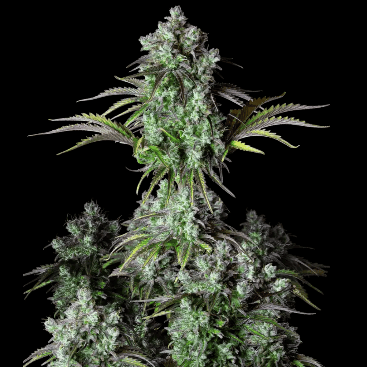 Big Bud Auto by Fast Buds – High Yield Autoflower Strain
