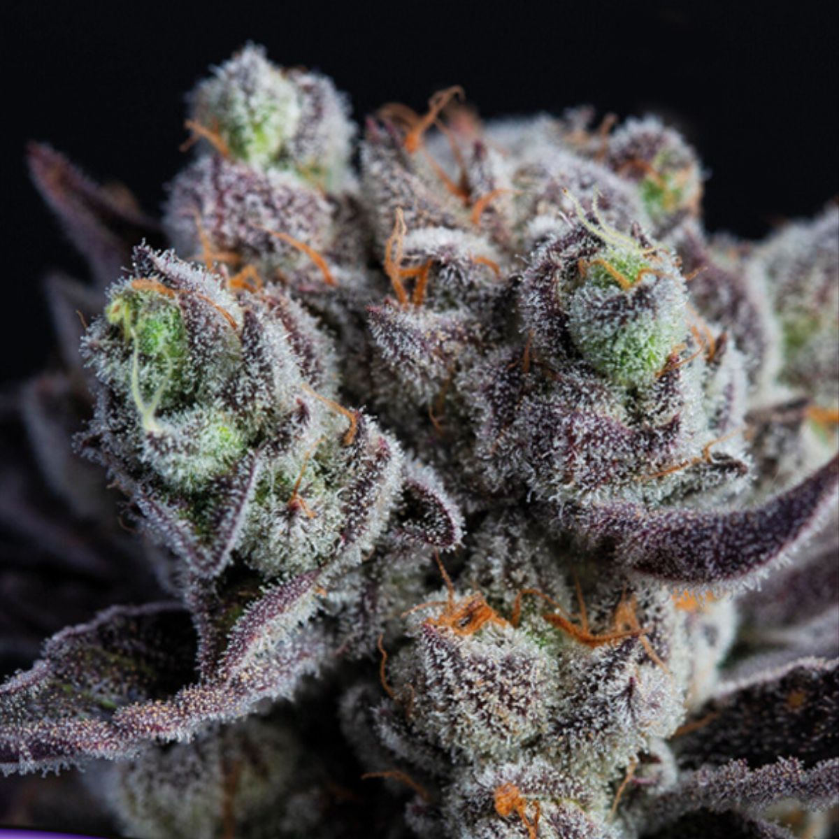 Blackberry Moonrocks by Anesia Seeds – Potent Feminised Strain