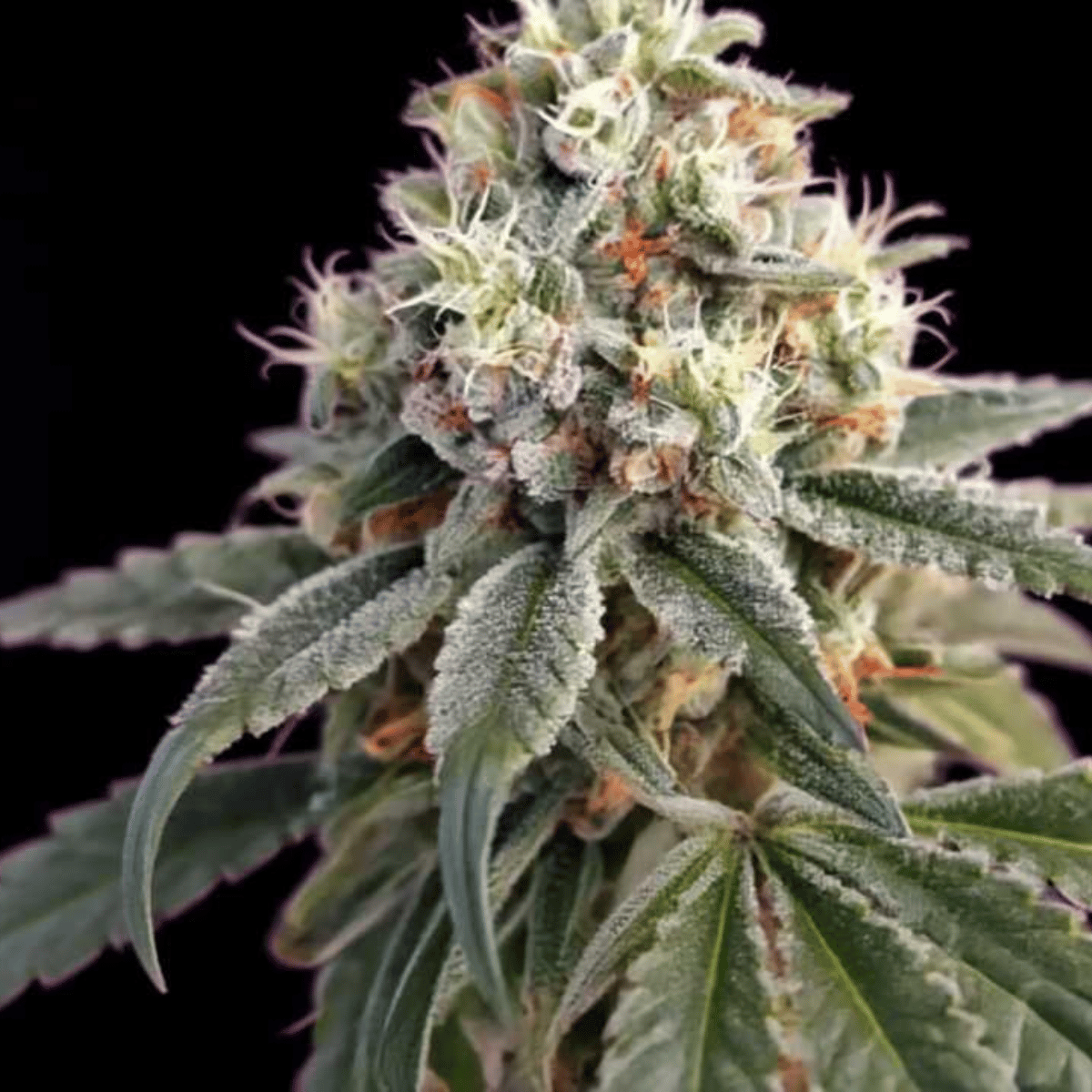 Bruce Banner Auto by Advanced Female Seeds — refined diesel-berry autoflower with dense resin output