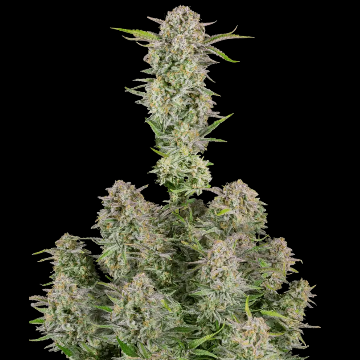 Bruce Banner Auto by Fast Buds – Autoflowering Cannabis Seeds
