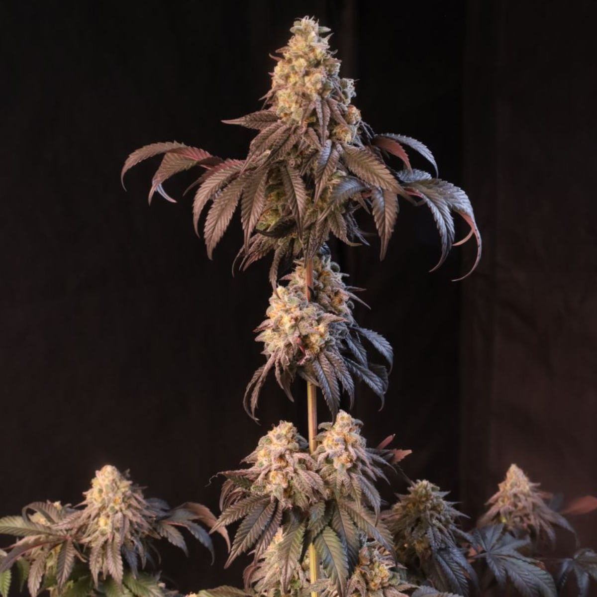 Papayton Auto by Fast Buds – Sweet Papaya and Gas Flavours