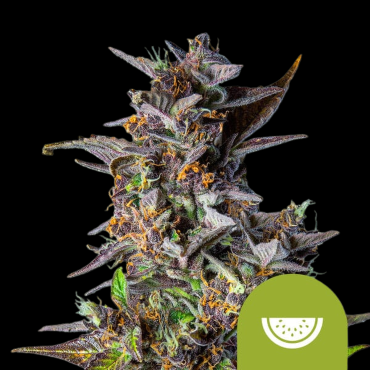 Watermelon Auto by Royal Queen Seeds – Fruity and Fast Finisher