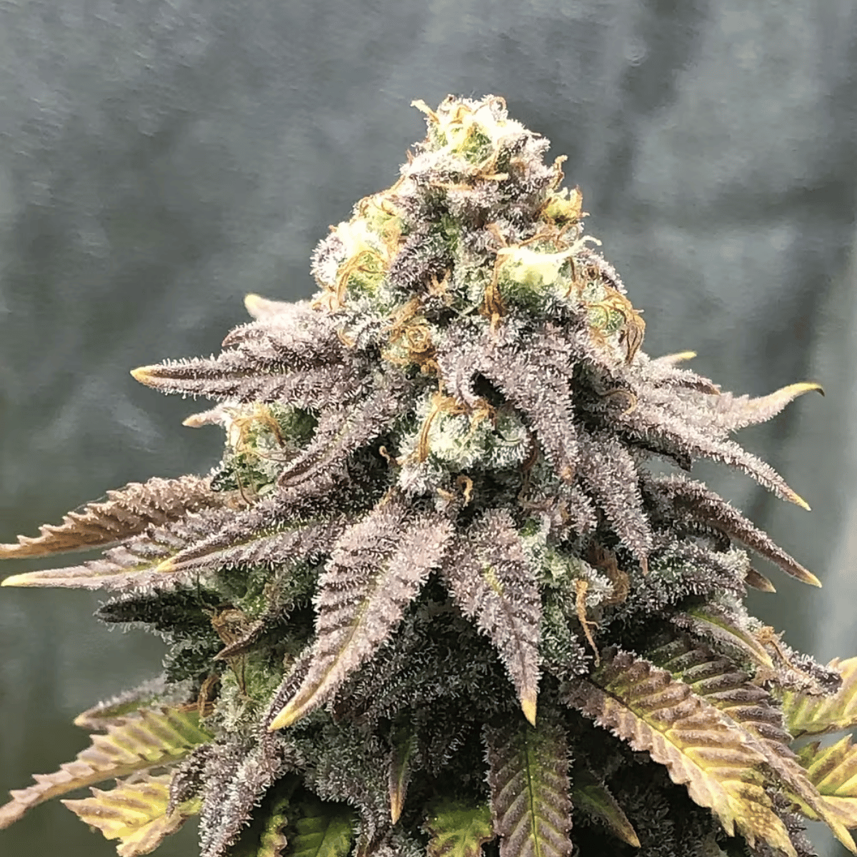 Cali Mango Mass Feminized by Critical Mass Collective