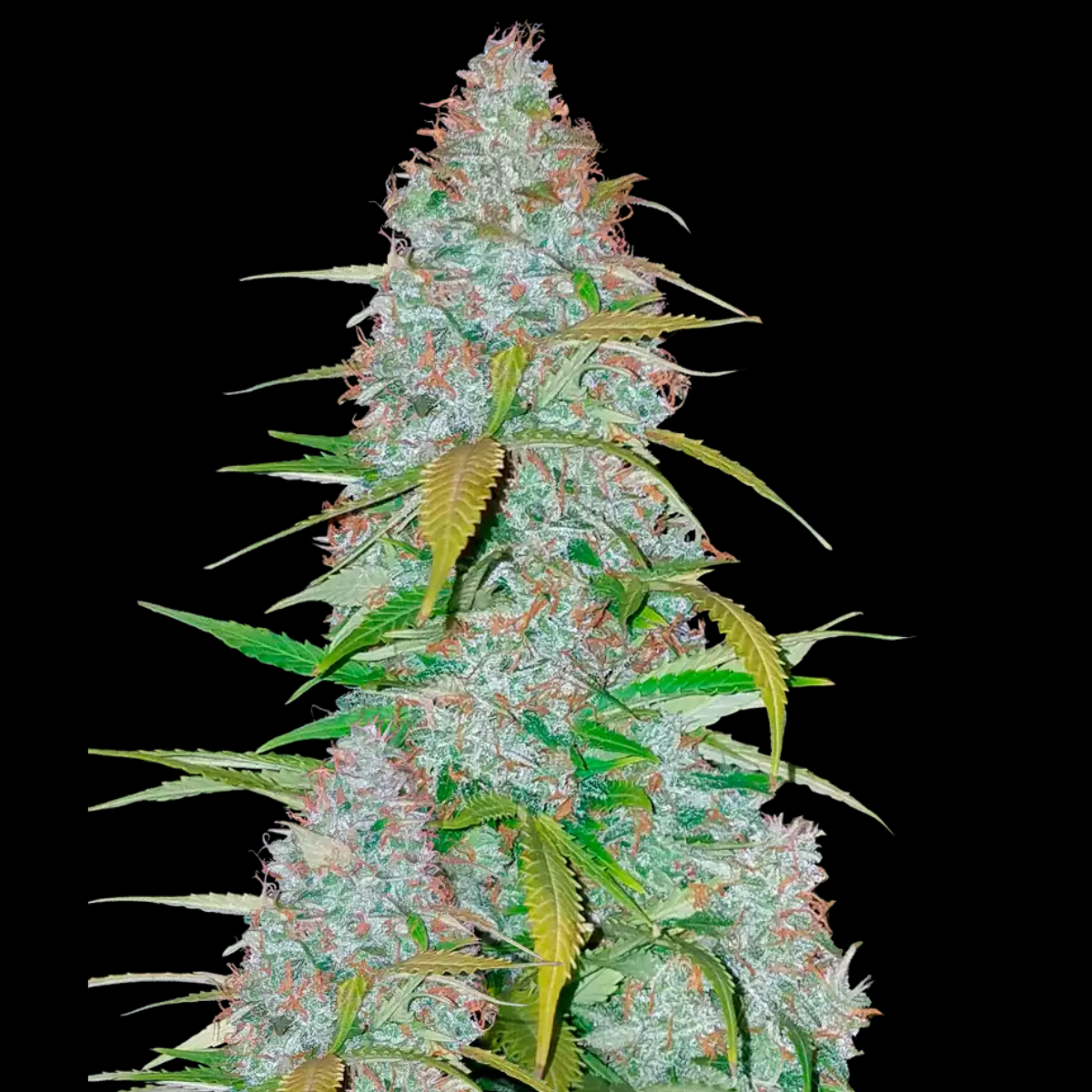 Californian Snow Auto by Fast Buds – Frosty and Potent Auto