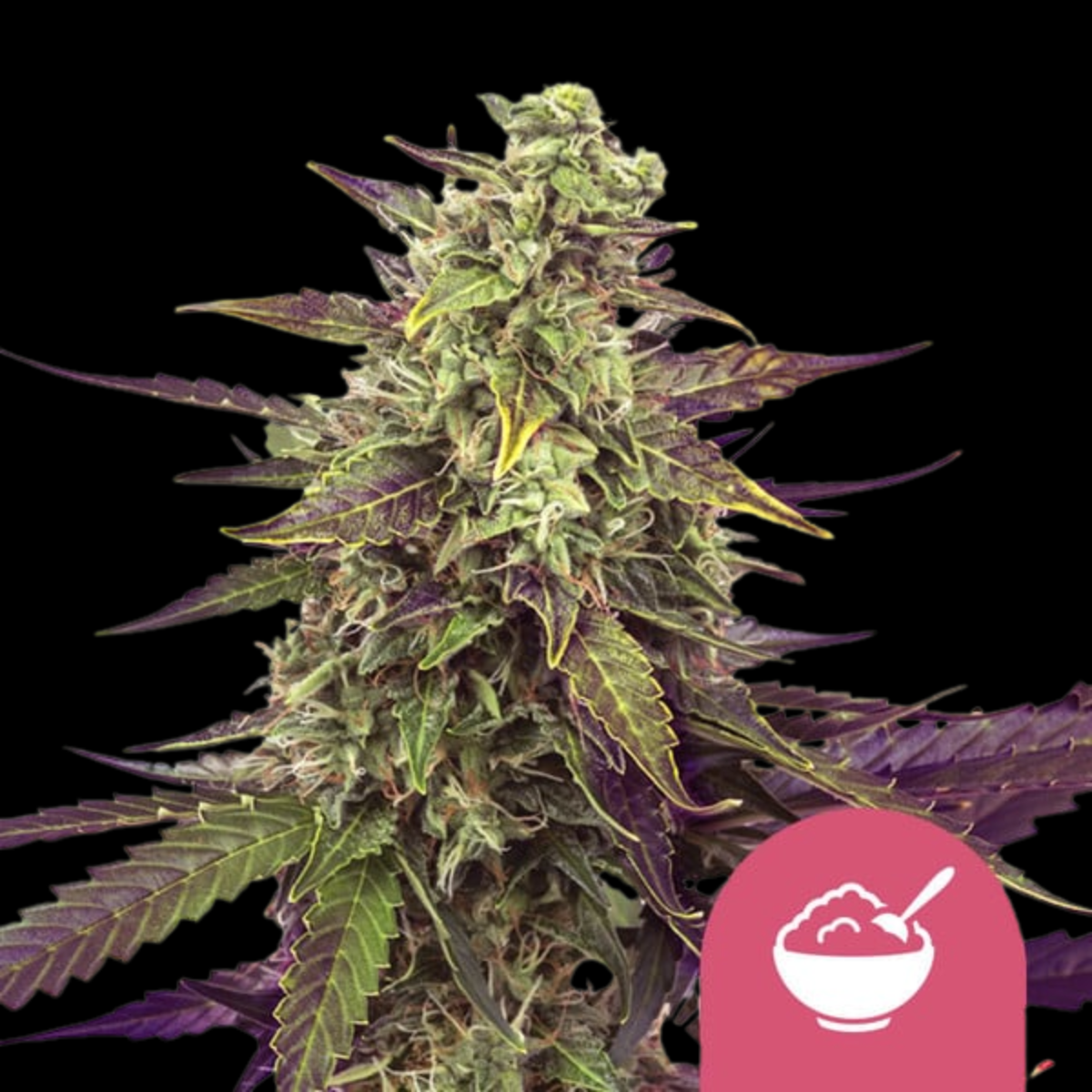 Cereal Milk Feminized by Royal Queen Seeds – Heavy Yields & Sweet Terps