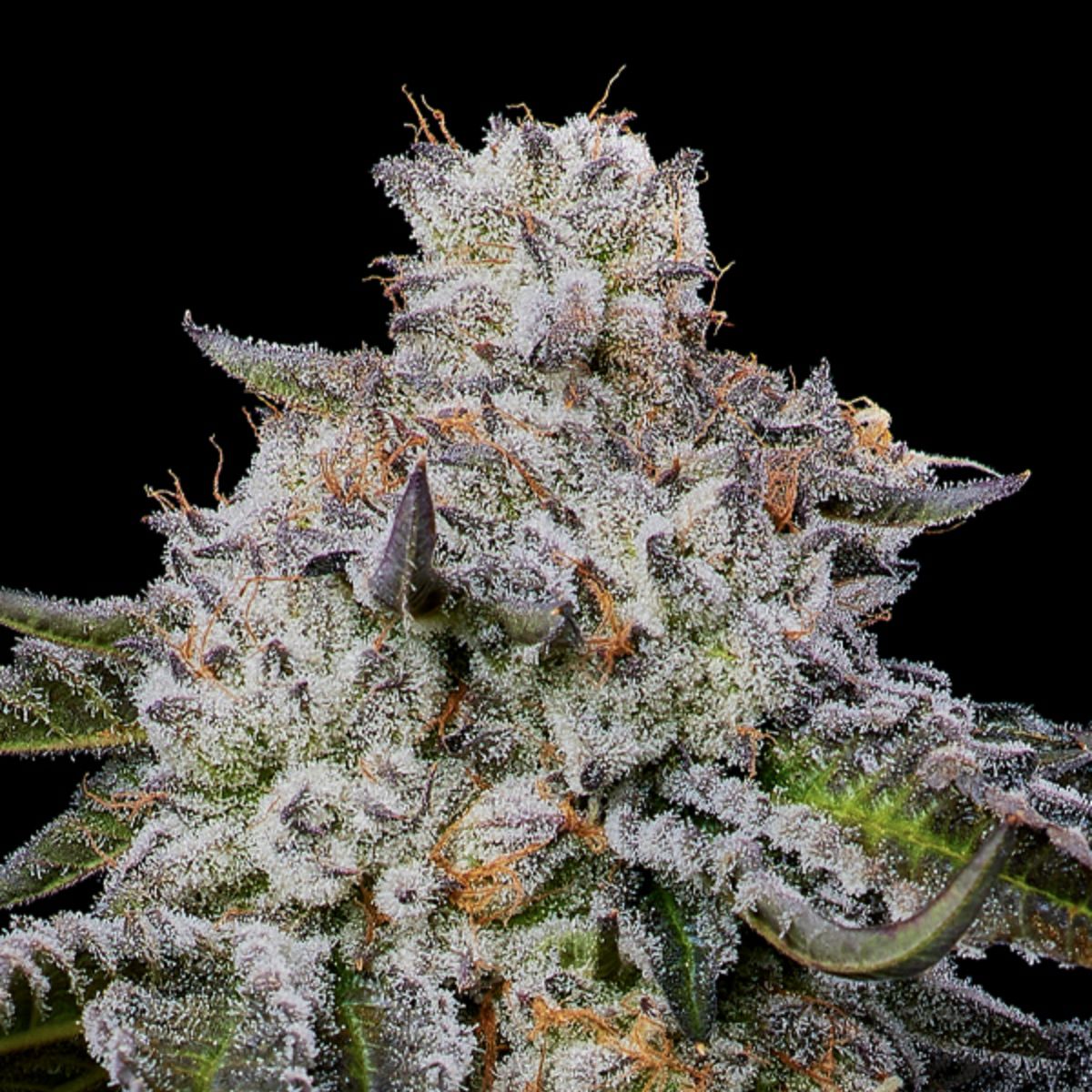 Chaos Cake Auto by Anesia Seeds