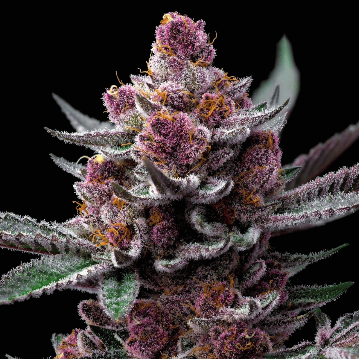 Cherry Poppers Feminized by Barney’s Farm