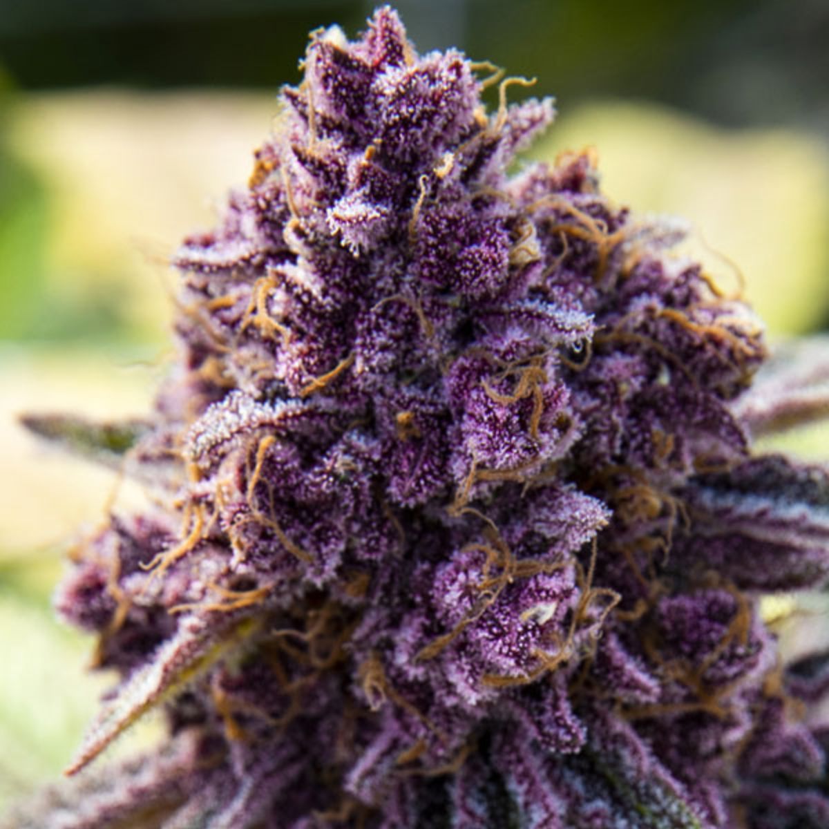 Anesia Dankberry Feminized Cannabis Seeds