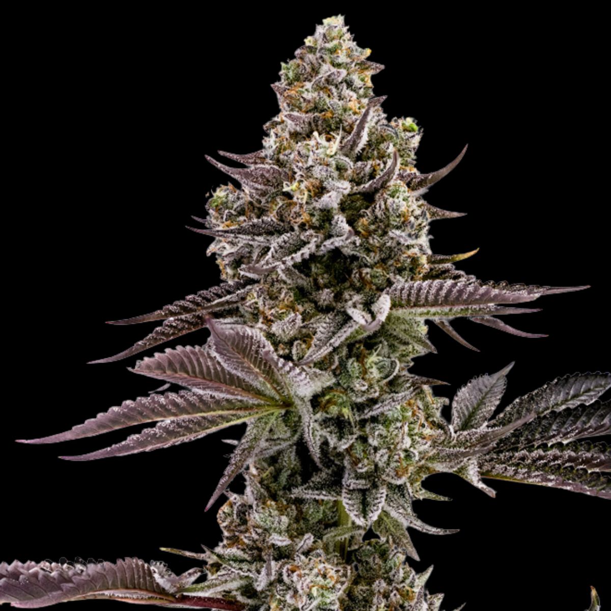 Blueberry Cupcake Humboldt Seed Company