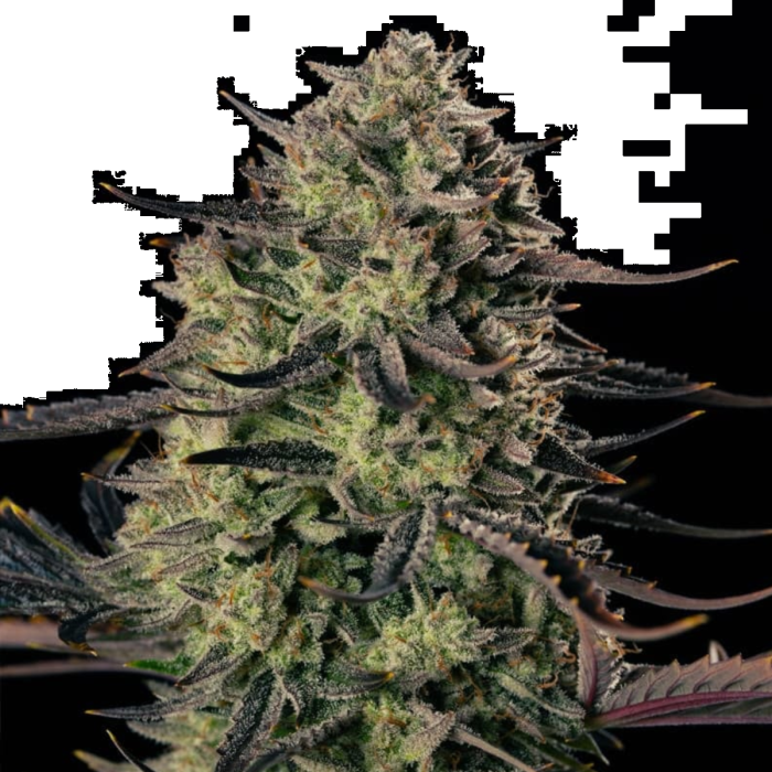 Alien Gas XXL Auto