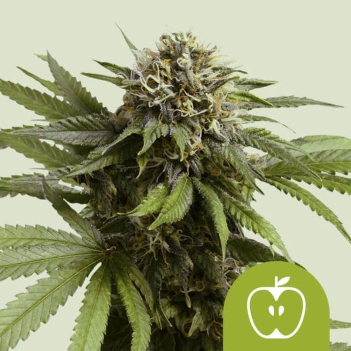 Apple Fritter Auto