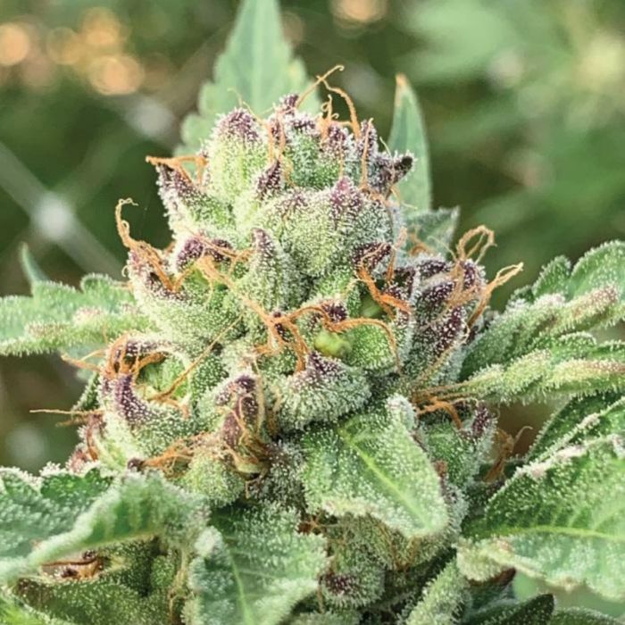 APPLE BLOSSOM AUTOFLOWERING