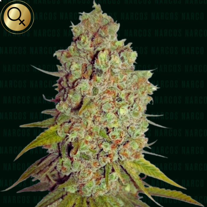 Agent Murphy Feminized