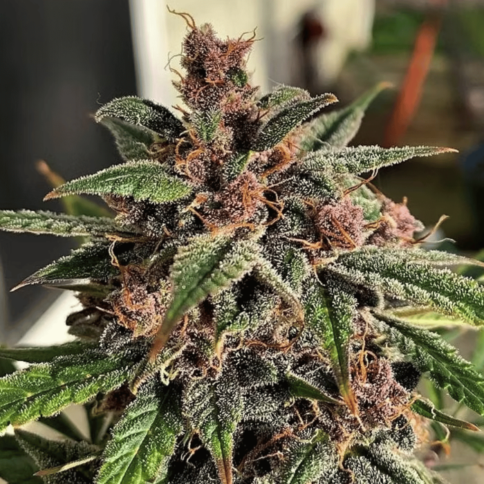 Blueberry Sugar Pine Feminized