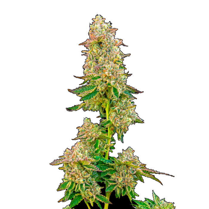 Boston Cream Pie Feminized