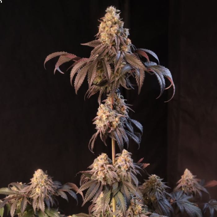 Papayton Auto